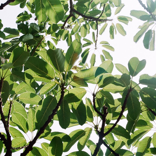 VELUNALOE FLAVOR Daily-Balance